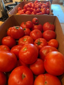 48 lbs Tomatos Seattle